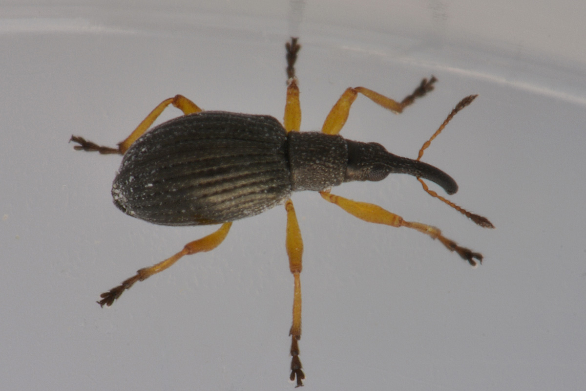 Apionidae:  Protapion fulvipes?    Sì !